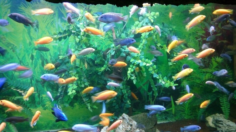 Thủy cung Times City - Đại dương thu nhỏ giữa lòng thủ đô