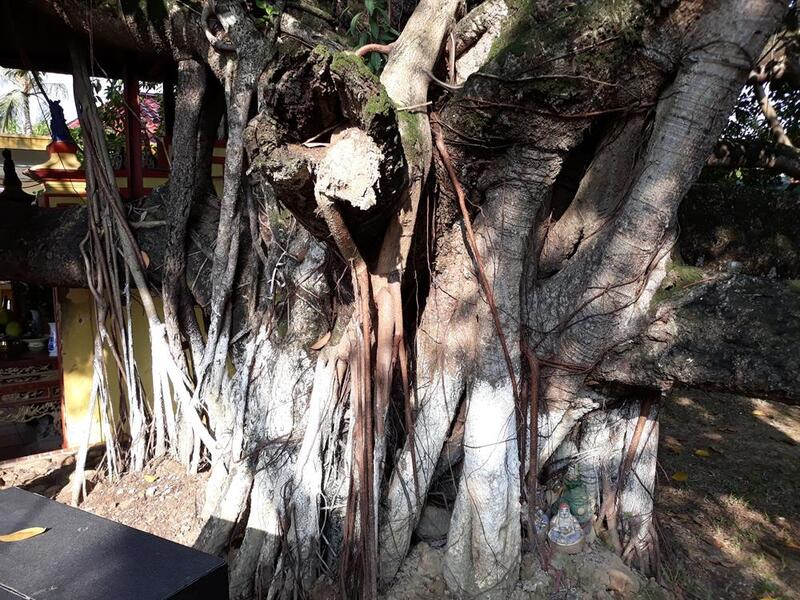 Cây đa 13 gốc - Cây cổ thụ lâu đời giữa lòng Hải Phòng