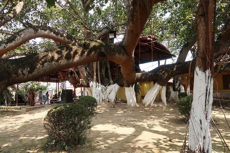 Cây đa 13 gốc - Cây cổ thụ lâu đời giữa lòng Hải Phòng