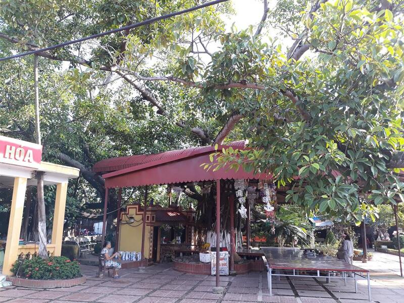 Cây đa 13 gốc - Cây cổ thụ lâu đời giữa lòng Hải Phòng