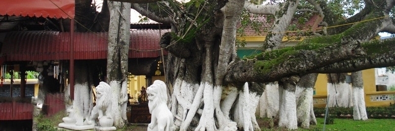 Cây đa 13 gốc - Cây cổ thụ lâu đời giữa lòng Hải Phòng