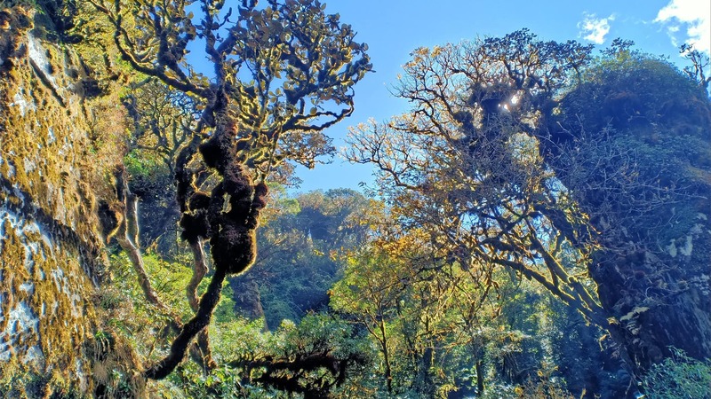 Rừng nguyên sinh Tà Xùa