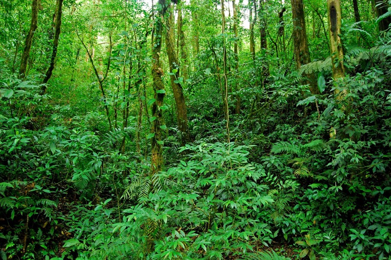 Vườn quốc gia Pù Mát - Khám phá khu sinh thái đẹp hút hồn tại Nghệ An