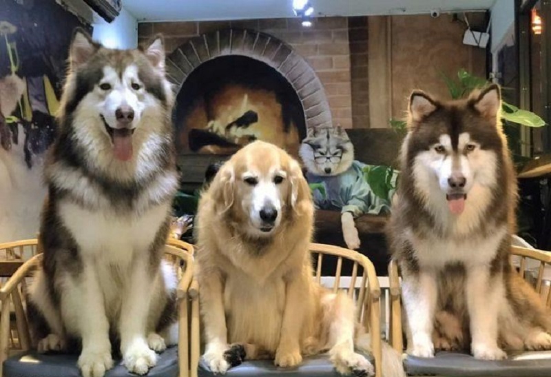 Top 15 quán cafe thú cưng Sài Gòn dễ thương không thể bỏ lỡ