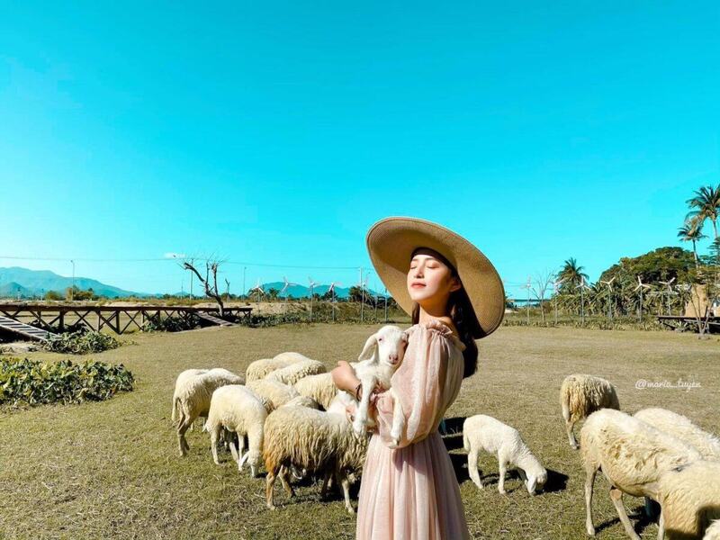 Đồng Cừu An Hòa - Vẻ đẹp bình yên khiến du khách mê đắm