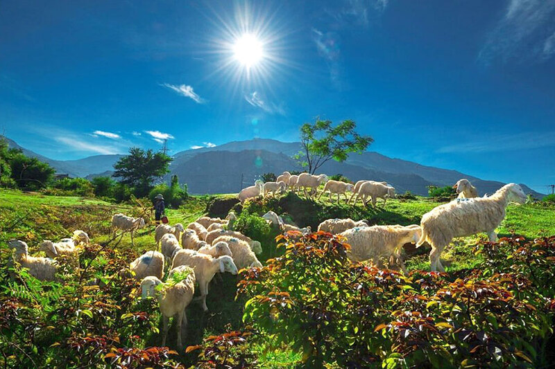 Đồng Cừu An Hòa - Vẻ đẹp bình yên khiến du khách mê đắm
