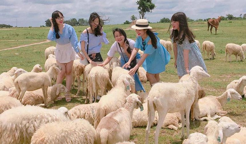 Đồng Cừu ở An Hòa - Vẻ đẹp bình yên khiến du khách mê đắm