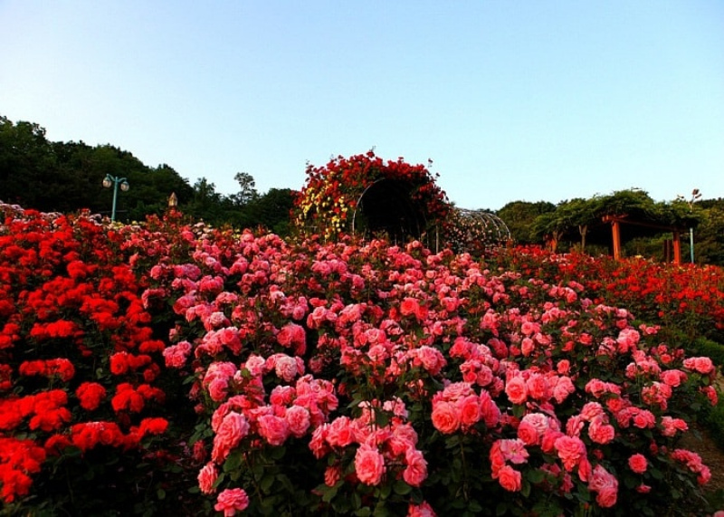 Hoa Sơn Điền Trang - Khám phá khu du lịch "triệu view" 