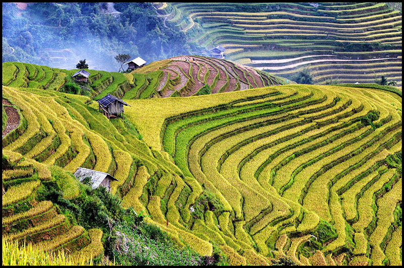 Ngắm nhìn khung cảnh đẹp như tranh của ruộng bậc thang Sapa