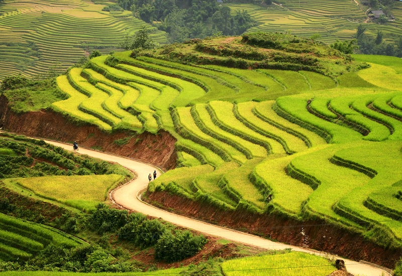 Ngắm nhìn khung cảnh đẹp như tranh của ruộng bậc thang Sapa
