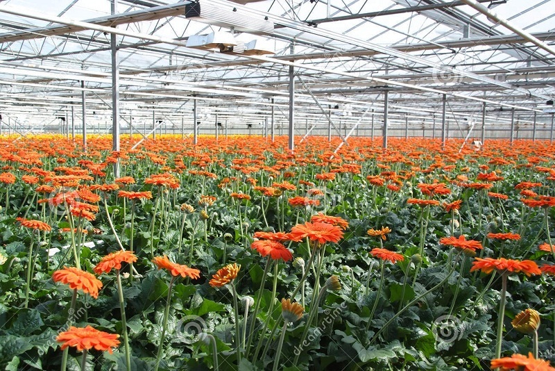 Top 4 vườn hoa hồng Đà Lạt đẹp tha hồ check in