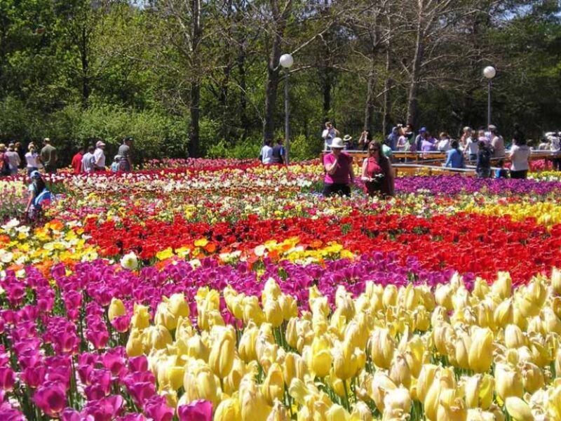 Top 4 vườn hoa hồng Đà Lạt đẹp tha hồ check in