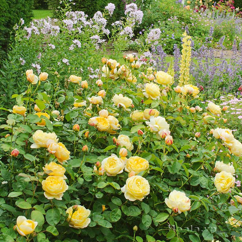 Top 4 vườn hoa hồng tại Đà Lạt đẹp tha hồ check in