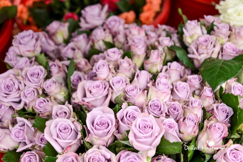 Top 4 vườn hoa hồng ở Đà Lạt đẹp tha hồ check in