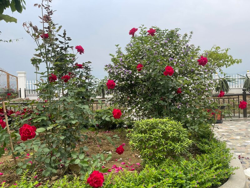 Top 4 vườn hoa hồng ở Đà Lạt đẹp tha hồ check in