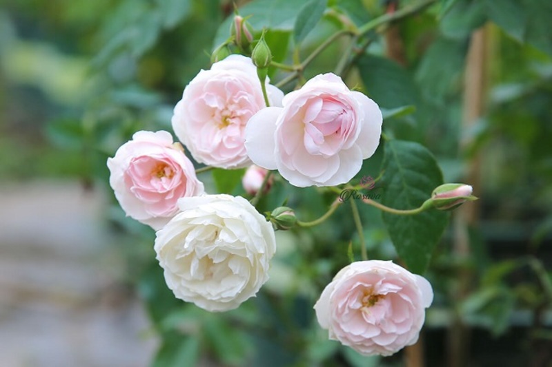 Top 4 vườn hoa hồng ở Đà Lạt đẹp tha hồ check in