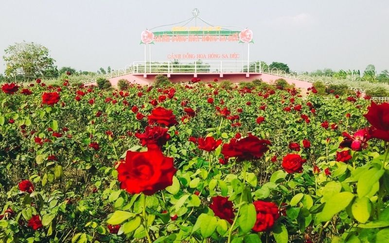 Top 4 vườn hoa hồng tím Đà Lạt đẹp tha hồ check in
