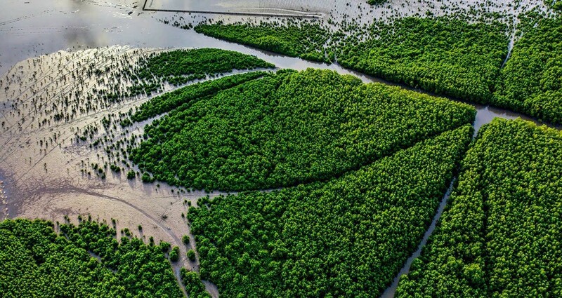 Vườn Quốc Gia Mũi Cà Mau - Lá Phổi Xanh Cực Nam Tổ Quốc