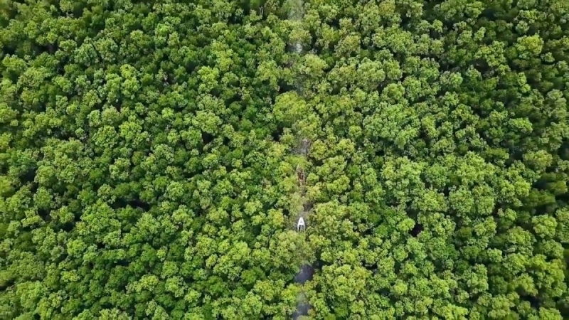 Vườn Quốc Gia Mũi Cà Mau - Lá Phổi Xanh Cực Nam Tổ Quốc