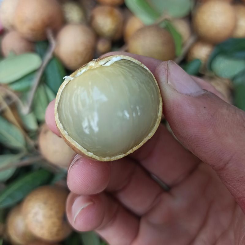 Top 15 đặc sản Bạc Liêu chuẩn miền Tây, được yêu thích nhất