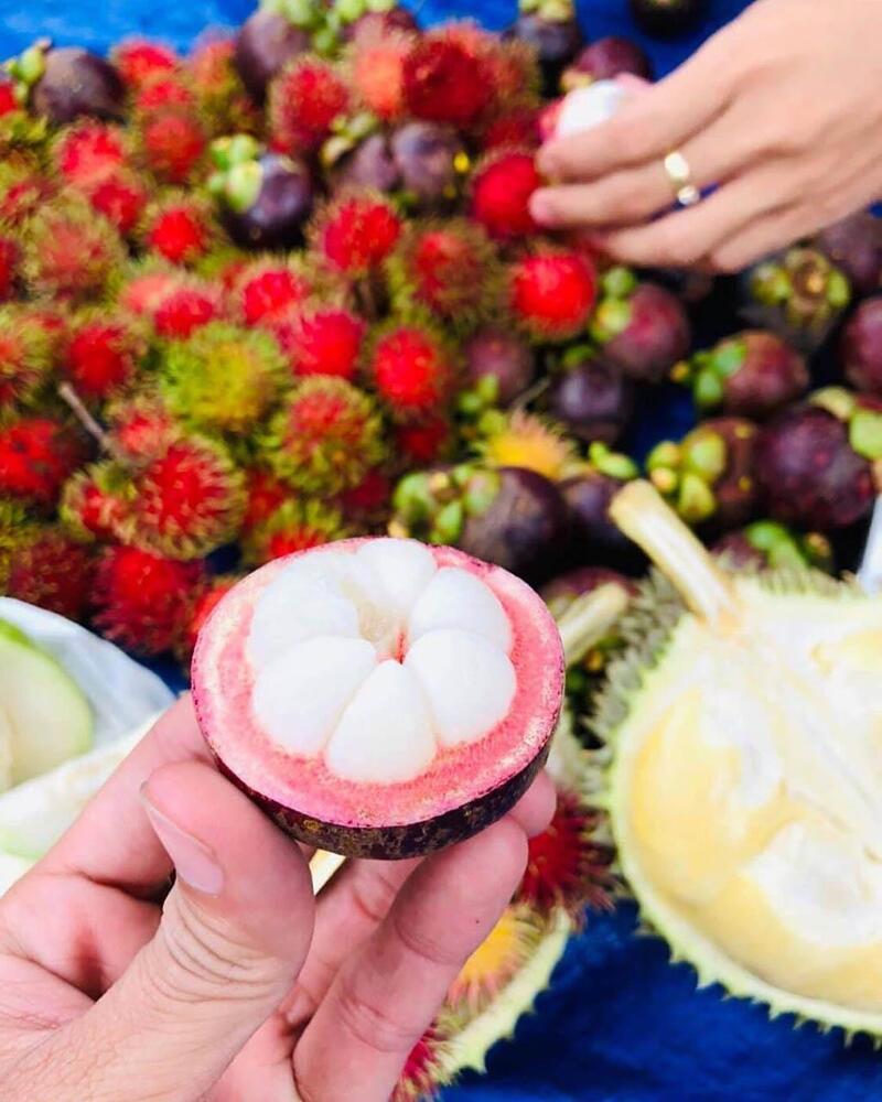 Ghé thăm những vườn trái cây Bến Tre trĩu quả quanh năm