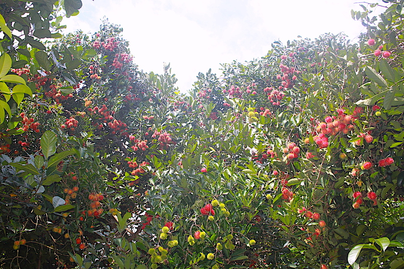 Ghé thăm những vườn trái cây Bến Tre trĩu quả quanh năm