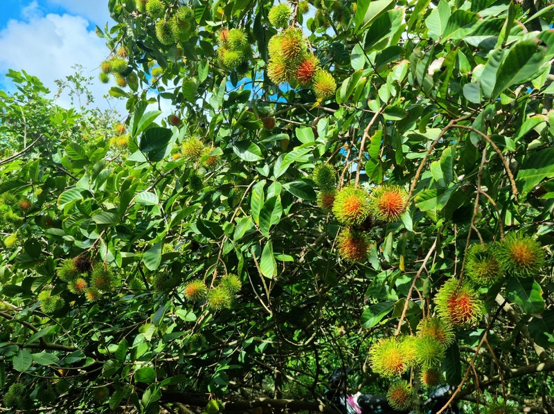 Ghé thăm những vườn trái cây Bến Tre trĩu quả quanh năm