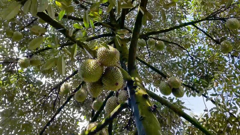 Ghé thăm những vườn trái cây Bến Tre trĩu quả quanh năm