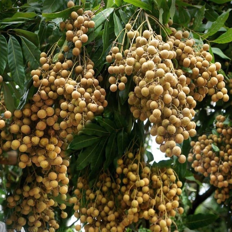 Top 15 đặc sản Hưng Yên du khách không thể bỏ qua