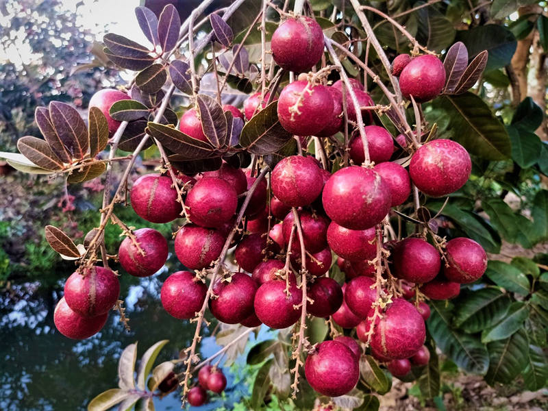 Trái cây đặc sản Sóc Trăng - Nếm thử top 12 loại quả ngon nhất