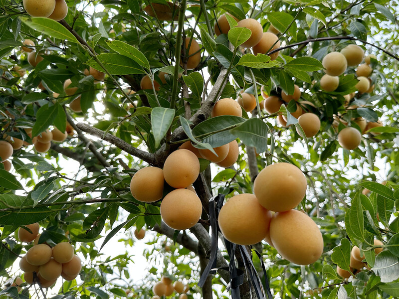 Trái cây đặc sản Sóc Trăng - Nếm thử top 12 loại quả ngon nhất