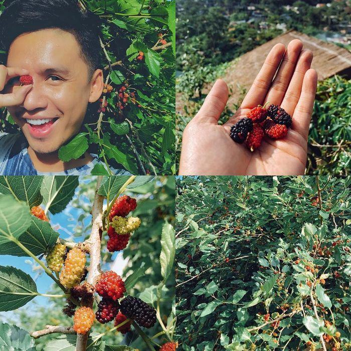 Cú Trên Cây homestay Đà Lạt - "Tổ cú" nhỏ xinh với triệu góc sống ảo