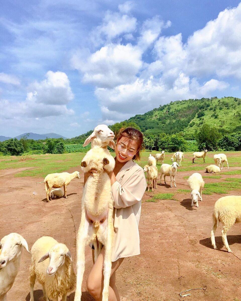 Đồi Cừu Vũng Tàu: Hướng dẫn đường đi, giá vé & kinh nghiệm tham quan