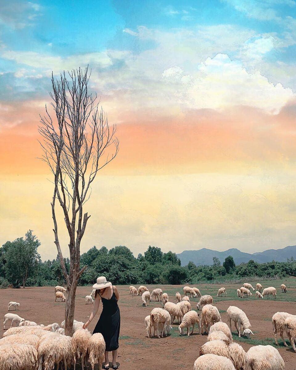 Đồi Cừu Vũng Tàu: Hướng dẫn đường đi, giá vé & kinh nghiệm tham quan