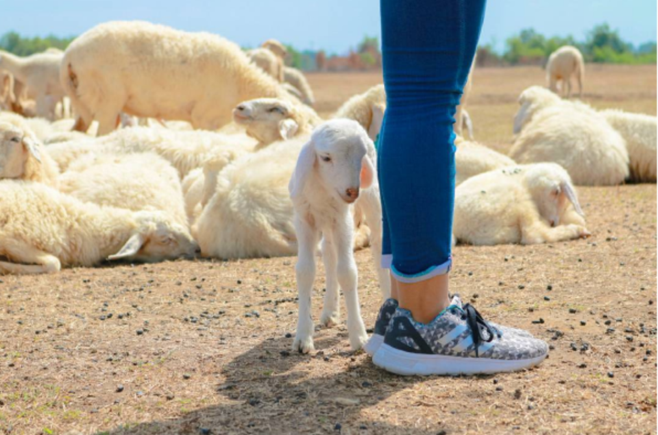 Đồi Cừu Vũng Tàu: Hướng dẫn đường đi, giá vé & kinh nghiệm tham quan