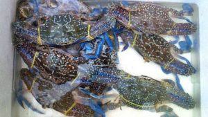 hải sản sầm sơn