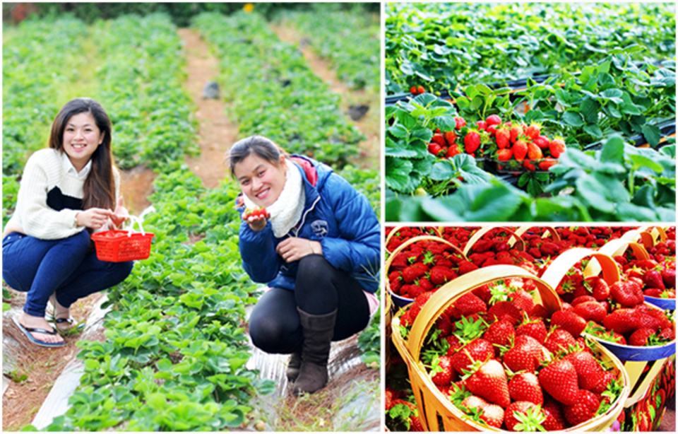 dâu tây Đà Lạt