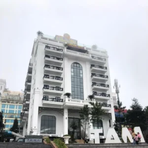 Camellia Tam Đảo: Nét đẹp hiện đại nơi núi rừng hoang sơ