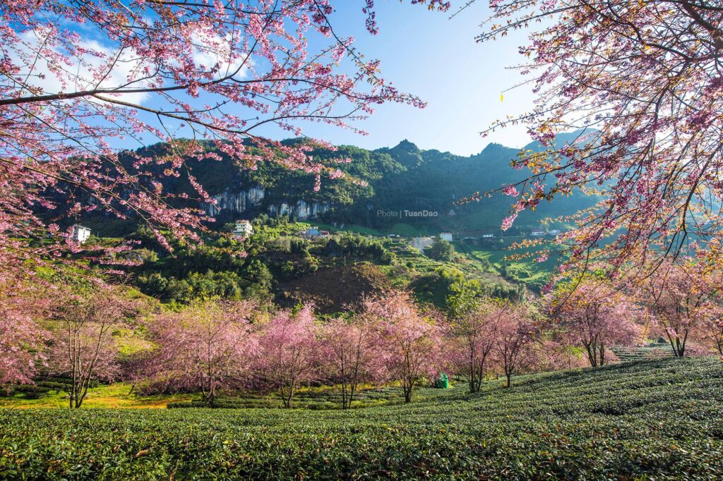 Sapa đi mùa nào đẹp? Thời tiết Sapa lý tưởng