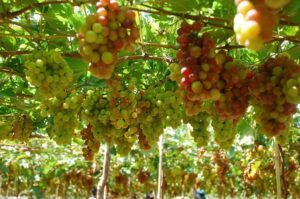 Top 15 đặc sản Ninh Thuận nổi tiếng nhất định phải thử