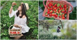 Dâu tây Mộc Châu và địa chỉ hái dâu không nên bỏ lỡ