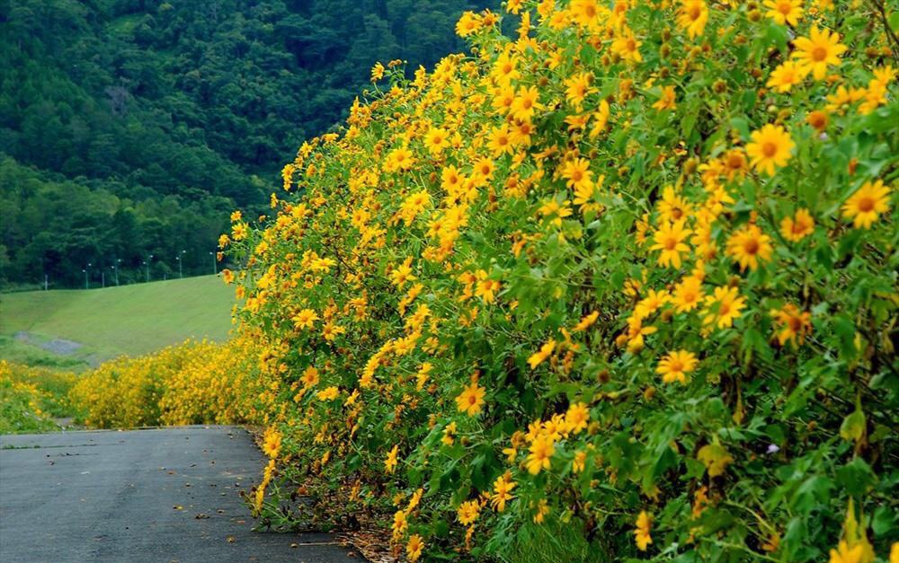 Hoa Dã Quỳ Ba Vì - Liệu Có Thực Sự Đẹp Như Lời Đồn?
