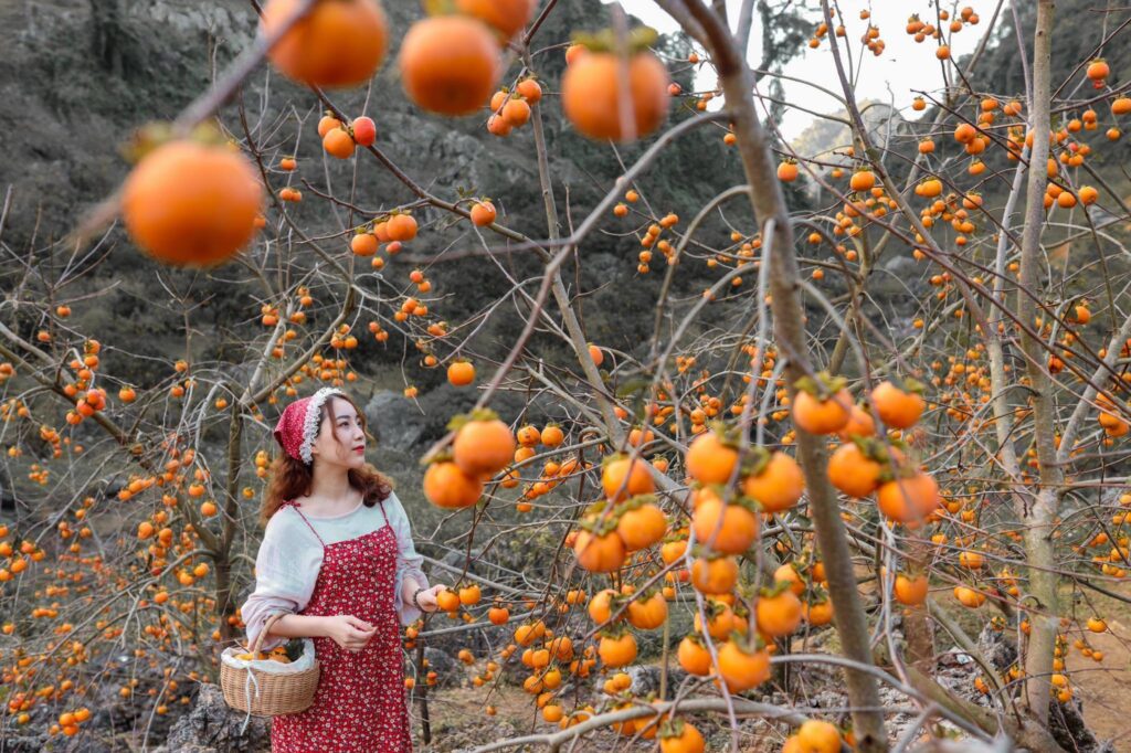 Hồng giòn Mộc Châu - Món quà quý giá mà thiên nhiên ban tặng