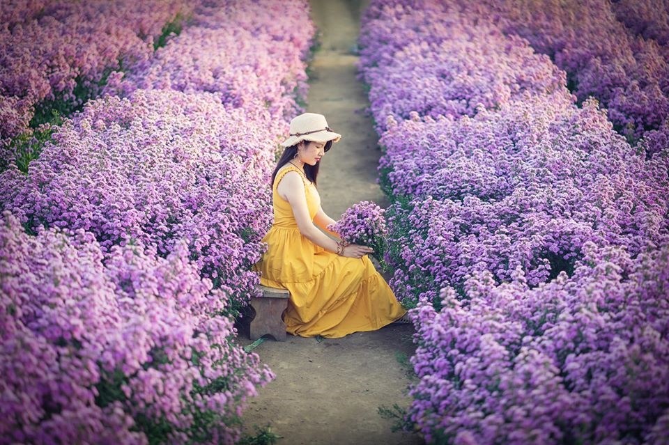 vườn hoa thạch thảo Cần Thơ