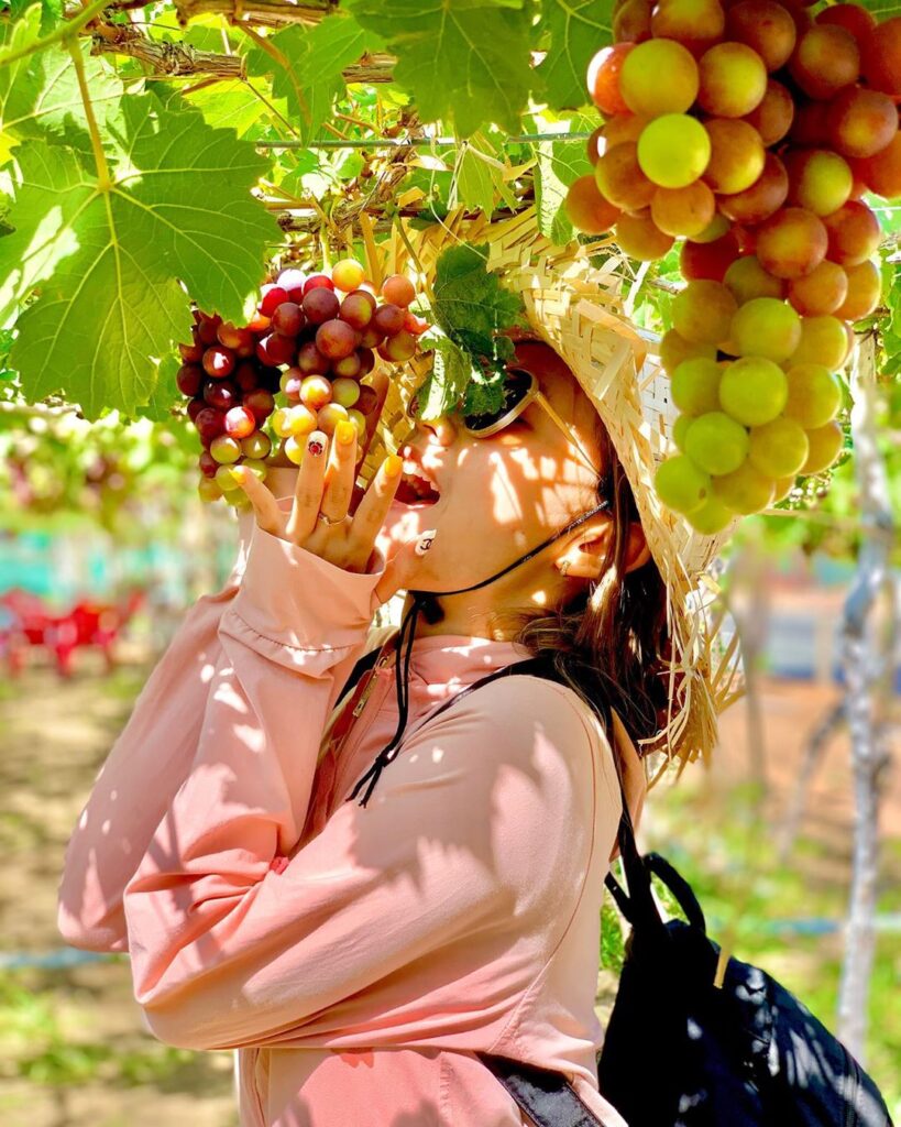 vườn nho Ninh Thuận