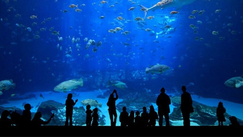 Thủy cung Times City - Đại dương thu nhỏ giữa lòng thủ đô