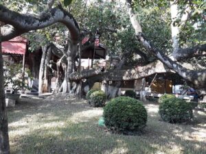 Cây đa 13 gốc - Cây cổ thụ lâu đời giữa lòng Hải Phòng