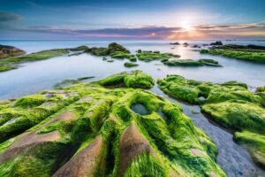 Khám phá rạn Nam Ô - Toạ độ sống ảo cực chất tại Đà Nẵng