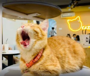 Top 15 quán cafe thú cưng Sài Gòn dễ thương không thể bỏ lỡ