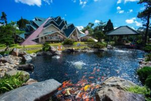 Review Rừng Lá Phong Đà Lạt - Khám phá vẻ đẹp Nhật Bản độc đáo